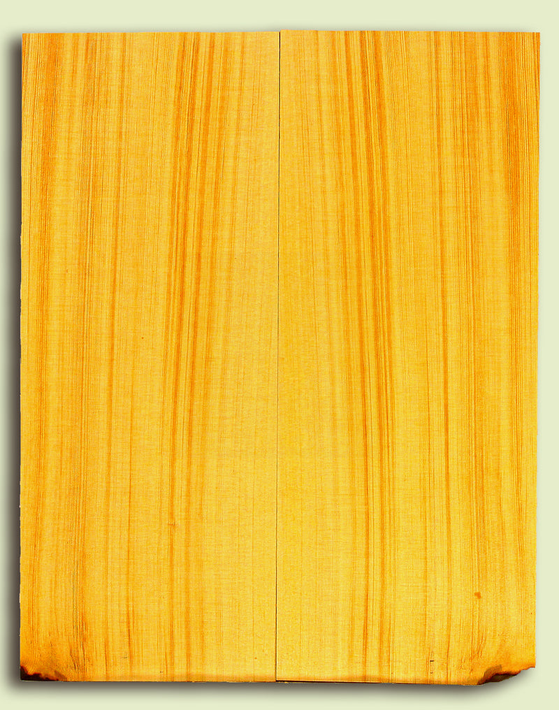 Alaska Yellow Cedar Tenor Ukulele Soundboard, Very Tight Grain   